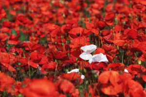 Albinos Mohnblumen