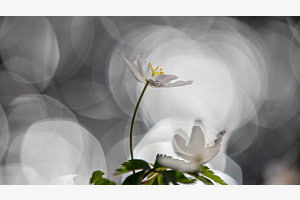 Frühling Frühling