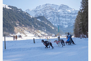 Hundeschlitten Rennen