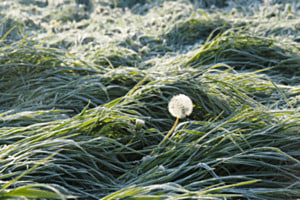 Coole Pusteblume