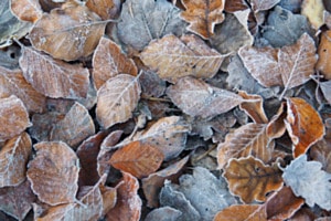 Kühles Herbstlaub