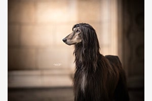 Afganischer Windhund