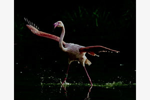 Flamingo