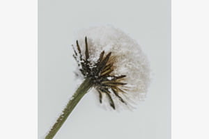 Butterblume