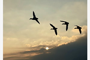 Flug