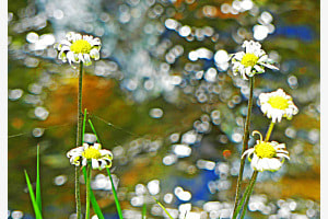 Quintett Quintett