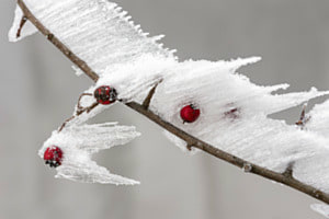 Reif mit Beeren