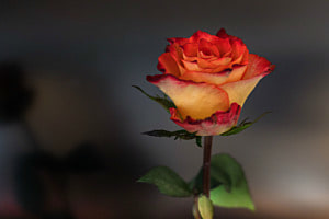 Rose
