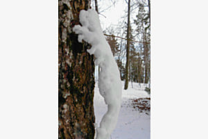 Kletterndes Schneetierchen