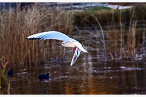 Mouette