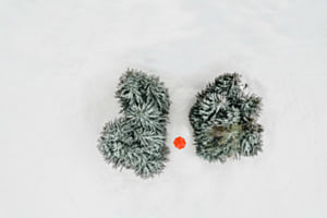 Farbe im Schnee