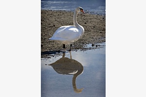Schwan 
