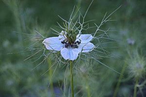 Schwarzkümmel
