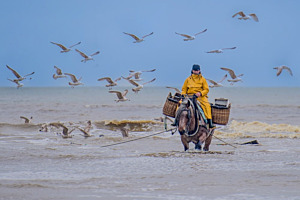 shrimpfisher