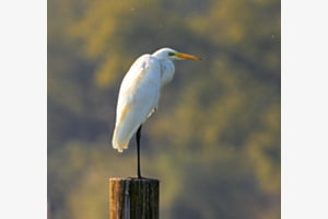 Silberreiher