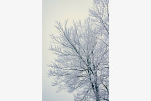Frosttree