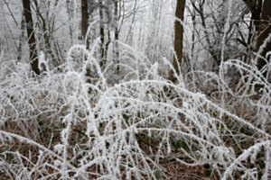 Winterwald