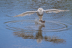 snow owl