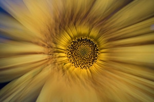 Sonnenblume
