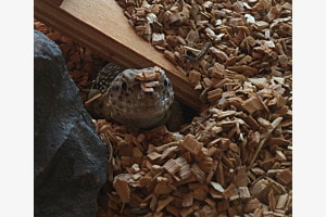 Halsbandleguan