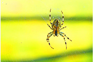 Spinne