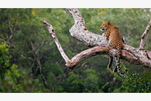 Leopard in Nationalpark in Sri Lanka