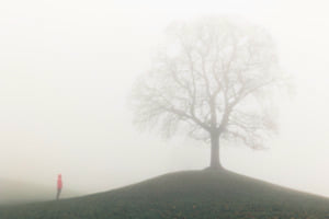 The lone tree and the little red riding hood