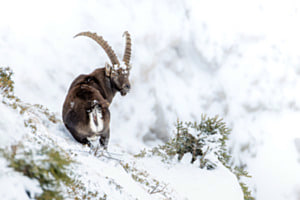 Steinbock im Winter in den Berner Alpen