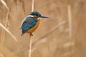 Eisvogel
