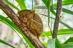 tarsier