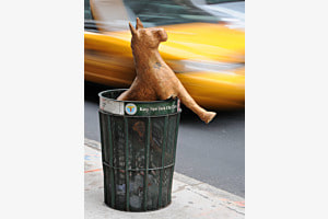 Taxi in New York