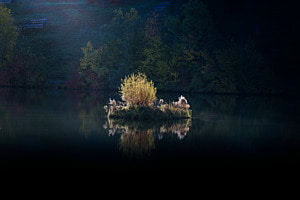 Insel