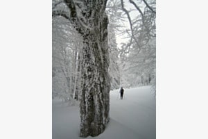 the skier