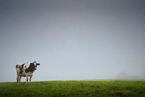 The Vache