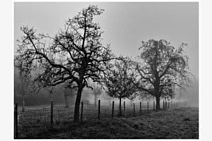 Nebel