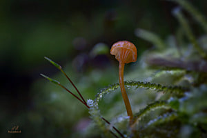 Mini Pilz