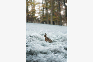 Versteckt im Frost