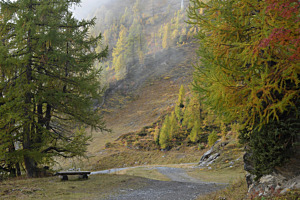 Waldweg
