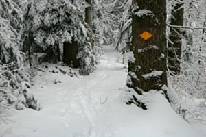 Farbtupfer im Winterwald