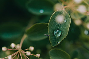 Wassertropfen auf einem Blatt