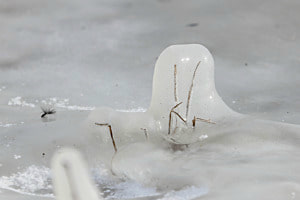 Breitwegerich im Frostkleid