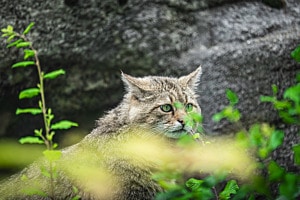 Wildkatze