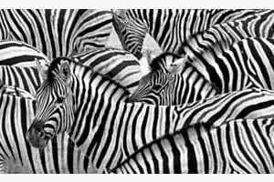 Zebras