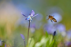 Honey Bee