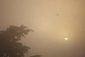 Ravens' Twilight Gathering in a Snow-Kissed Foggy Landscape