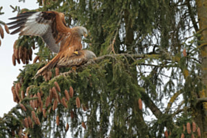 Frühling bei den Rotmilanen
