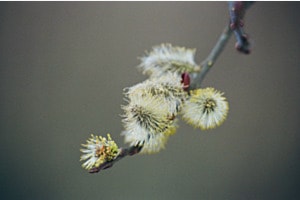 Frühlingsboten
