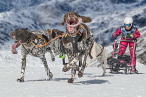 hundeslittenrennen