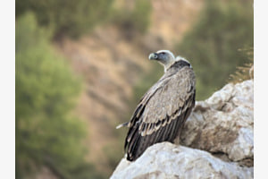 Gänsegeier Gänsegeier