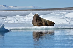 Spitzbergen